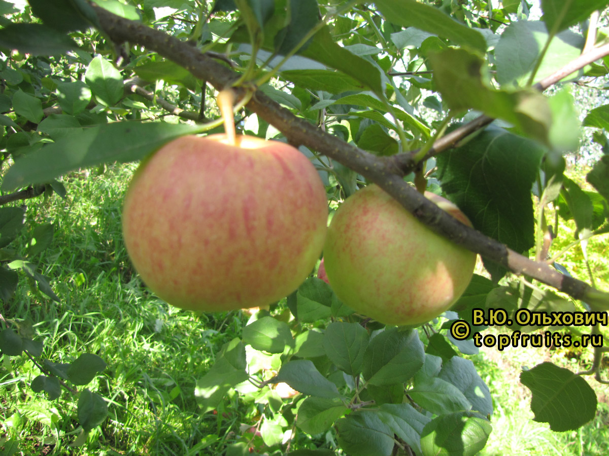яблоки гала фото и описание сорта